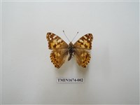 藏品(小紅蛺蝶)的圖片